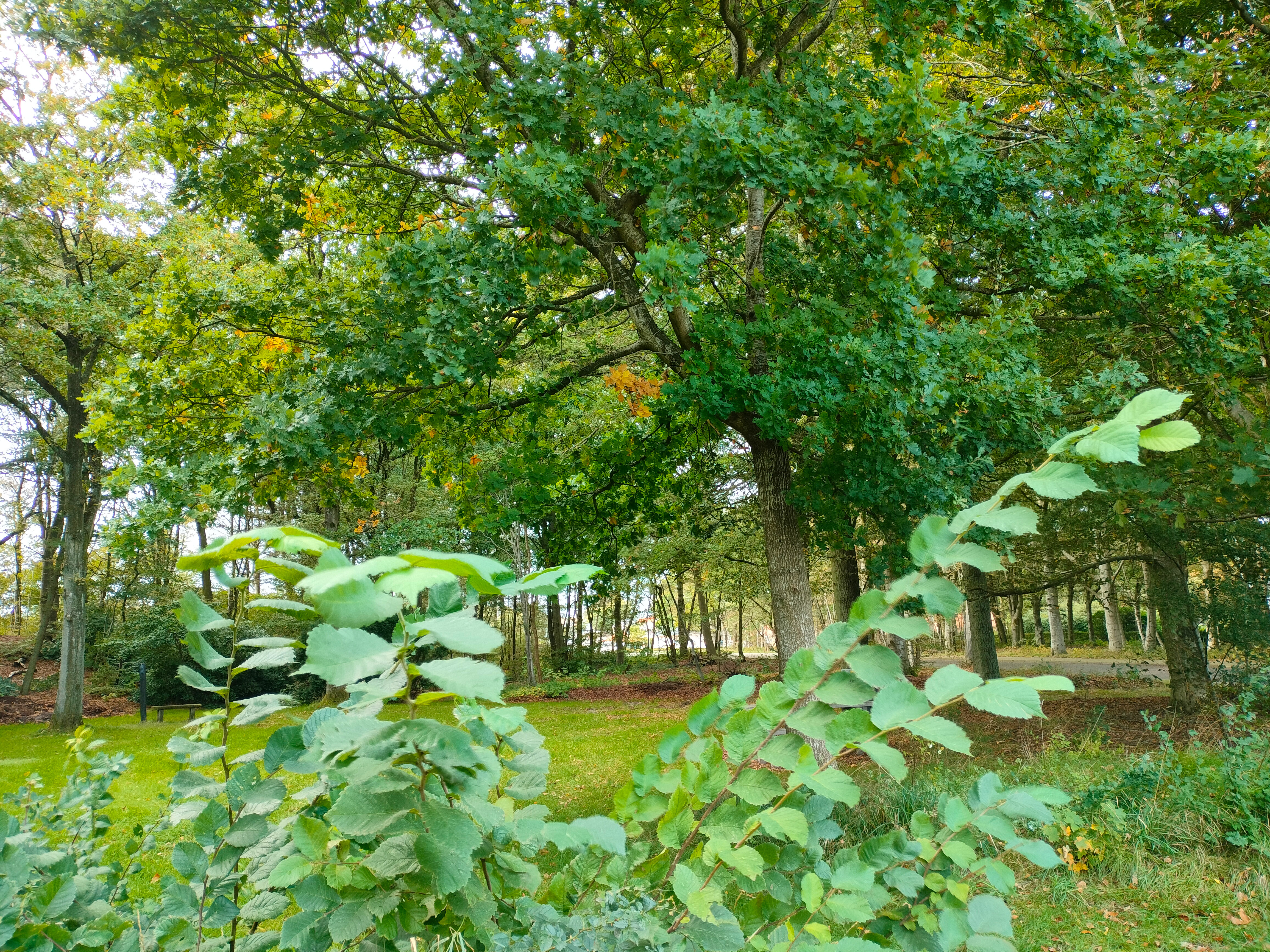 Billede af grønne træer og busker