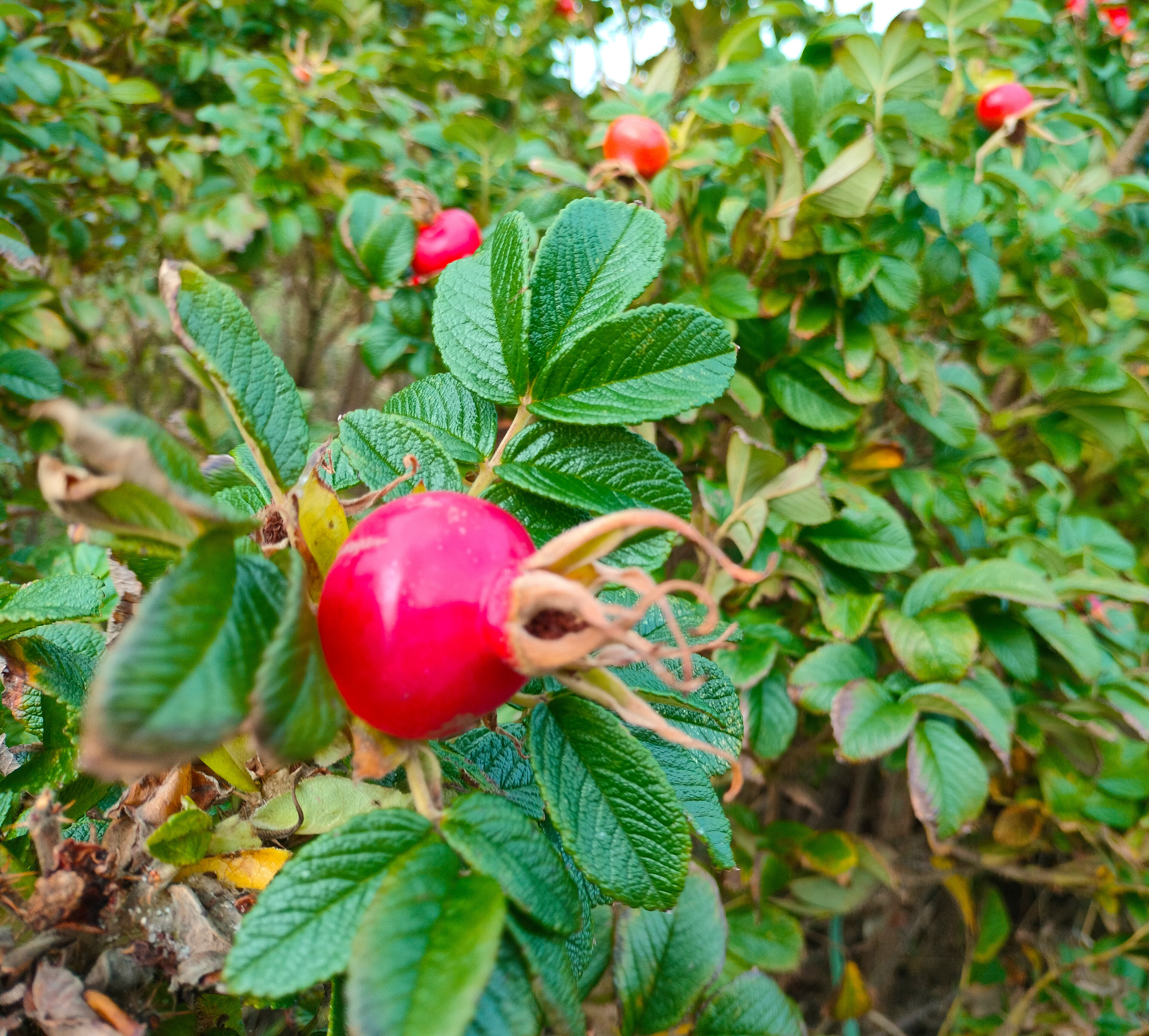 Billede af en busk med rød frugt